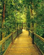 Rainforest
